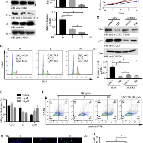 Tiz Arrests The Cell Cycle At The G M Phase And Induces Apoptosis Of