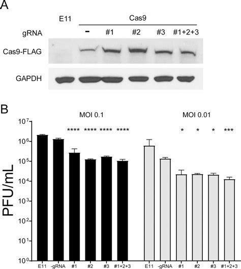 Effects Of Crisprcas9 On Hsv 1 Replication In Different Grna Cell