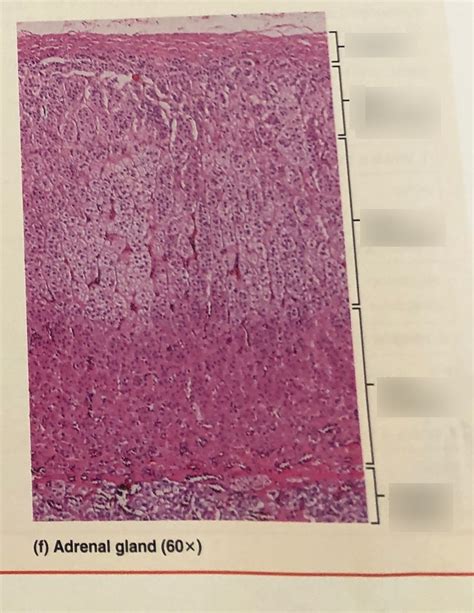 Adrenal Gland 2 Diagram Quizlet
