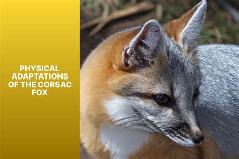 Corsac Fox Adaptations: Surviving in Harsh Environments with Remarkable ...