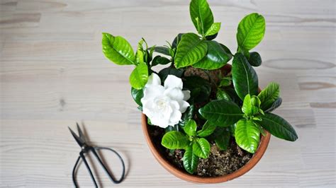 How To Grow And Take Care Of Gardenias