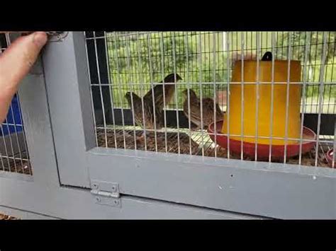 the prettiest quail setup I've ever had! - YouTube