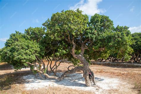 Premium Photo | Mastic gum resin flows from the mastic tree. chios ...