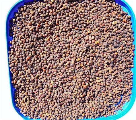 Variety Tellicherry India Black Pepper Bold Packaging Size 10 Kg At