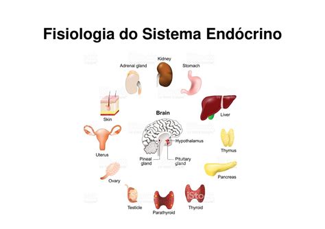 Endócrino O Que Faz - Sistema-endócrino-I1 - FisiologiaFisiologia do FisiologiaFisiologia do ...