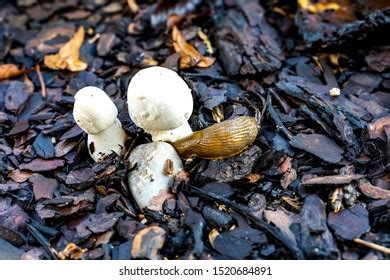 Naked Snails Images Stock Photos Vectors Shutterstock