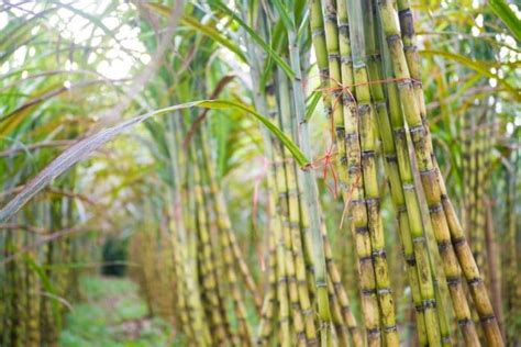 7 Tanaman Tebu Lengkap Dengan Khasiat Dan Teknik Budidaya