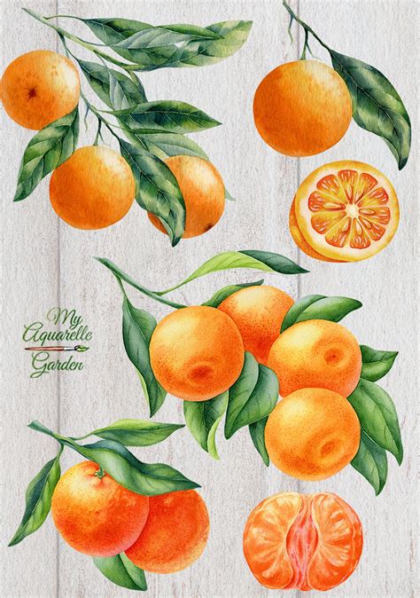 Watercolor Citrus Fruit Clip Art Hand Painted Botanical Etsy