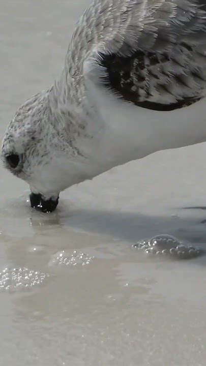 You Need To See This Shorebird Feeding In Slow Motion 👀 Youtube