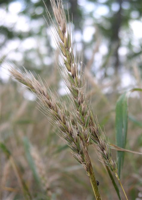 Virginia Wildrye | Native American Seed