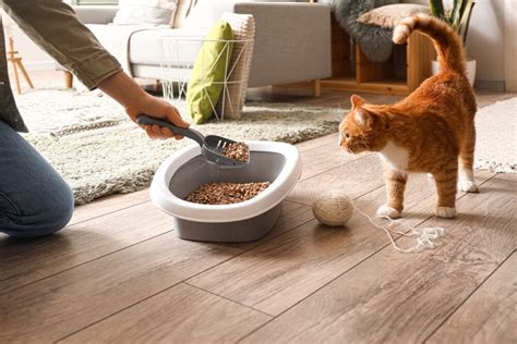 how to clean non clumping litter