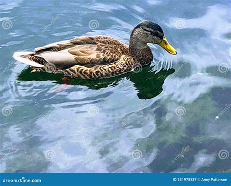 One Duck Stock Image Image Of Male Single Duck Swimming 231978537