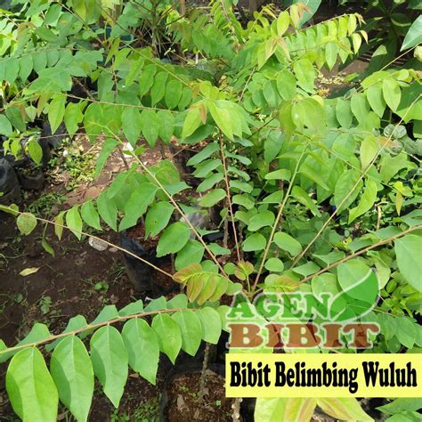 Jual Bibit Pohon Belimbing Wuluh Tanaman Buah Blimbing Wuluh Sayur B