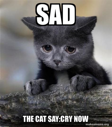 sad  cat saycry  confession cat meme generator