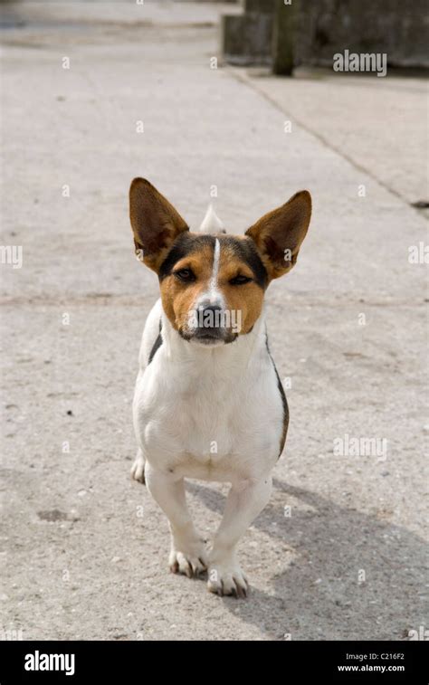 little dog with big ears Stock Photo - Alamy