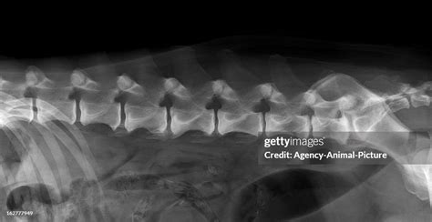 ray   lumbal spine   dog  spondylosis deformans
