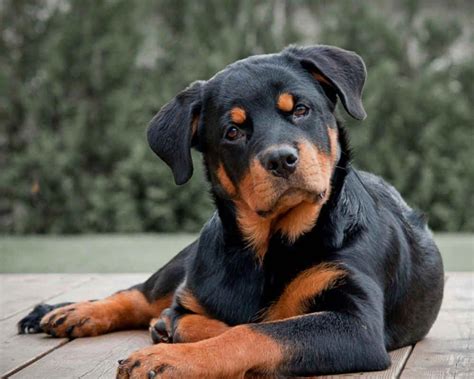 Rottweiler Puppy Wallpapers Wallpaper Cave