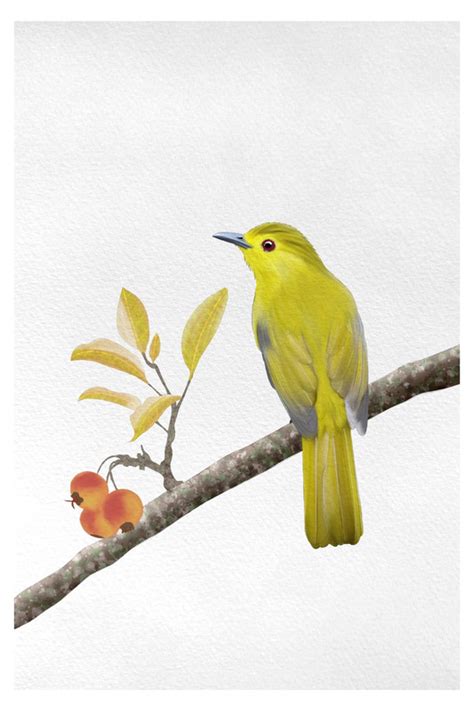 Yellow Browed Bulbul By Sambaarwadi Wildlifekart Is An Online Shop