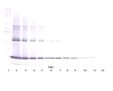 Tnf Alpha Polyclonal Antibody Peprotech Invitrogen G