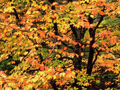 Wallpaper Sunlight Leaves Branch Tree Autumn Leaf Flower