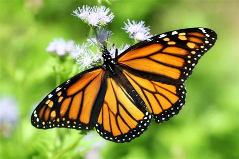 Monarch butterflies are officially endangered - South Africa Today