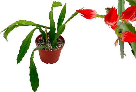 Epiphyllum Orchid Cactus Plant Rare Succulent Hanging Easy Care