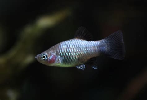 20 Types of Platy Fish: Species, Colors, & Tail Varieties (With Pictures) | Pet Keen