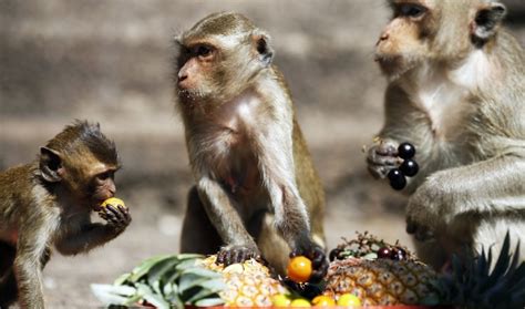 Thailand's Monkey Buffet Festival through the years | The World from PRX