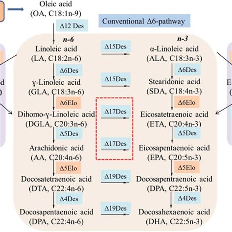 Schematic Diagram Of The Fatty Acid Pathways For Epa And Dha Synthesis