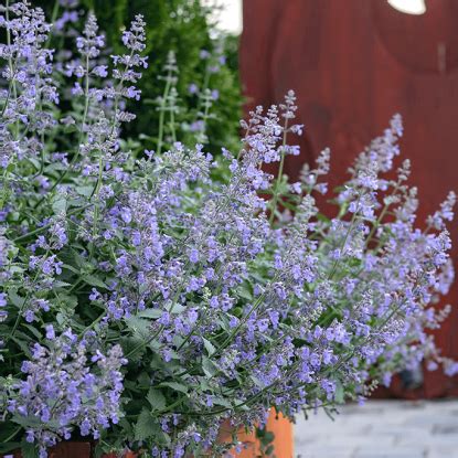 Котовник Персиан Блю - купить в Минске, доставка почтой по Беларуси ...