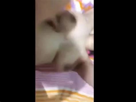 Egyptian Bbw Xhamster