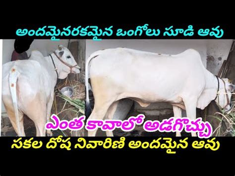 Ongole Cow For Sale In Telugu