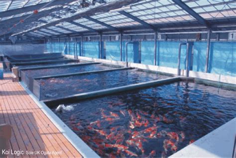 History Of The Ogata Koi Farm Koi Logic