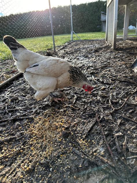 Smallbantam Size Laying Hens Livestock Ottawa Kijiji