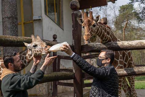 A Debreceni Állatkert és Vidámpark zöldülő járműflottával és új lakók