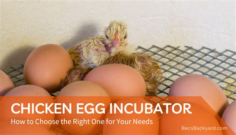 Chicken Egg Incubator How To Choose The Right One For Your Needs