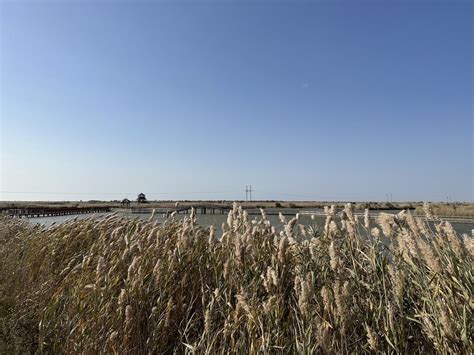 大美湿地 润泽齐鲁候鸟翔集 在黄河入海口看生态保护山东画卷 全景山东 山东新闻