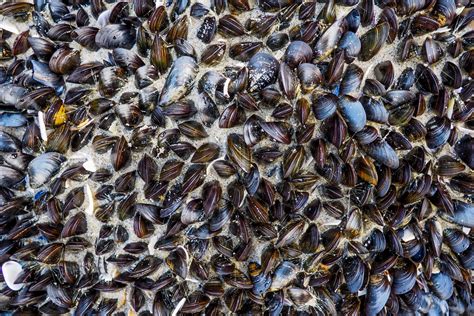building shellfish reefs ecoshape