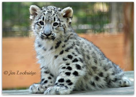 Sneps | Flickr