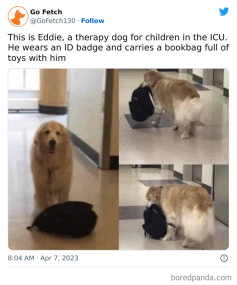 30 Wholesome Memes For Animal Lovers Barnorama