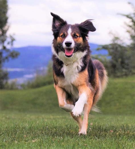 Border Collie Colors All 24 Coat Colors Explained With Pictures