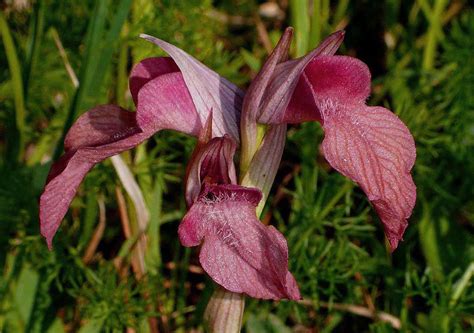 Genus Serapias