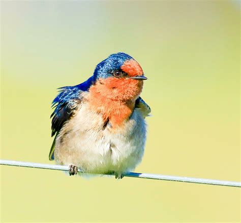 Welcome Swallow In Australasia 25933251 Stock Photo At Vecteezy