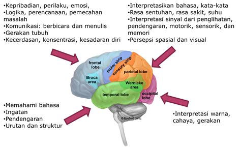 Anatomi Otak Dan Fungsinya Nbkomputer