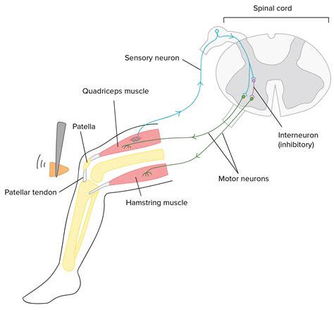 Nervous Systems Organismal Biology