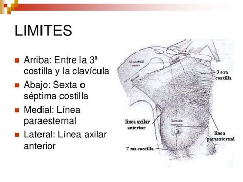 Mama Anatomia Carlos Matos