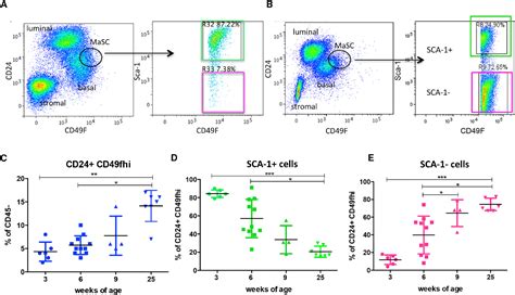 Figure From Sca Labels A Subset Of Estrogen Responsive Bipotential