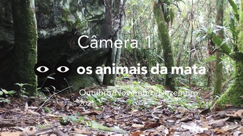 OS ANIMAIS DA MATA CÂMERA 01 OUTUBRO NOVEMBRO DEZEMBRO 2021 YouTube