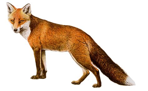 Red fox - Fox Png 8 png download - 902*557 - Free Transparent Arctic ...