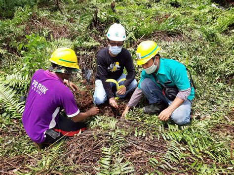 forest restoration en  phase  tree planting